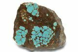 Polished Turquoise Slab - Number Mine, Carlin, NV #248345-1